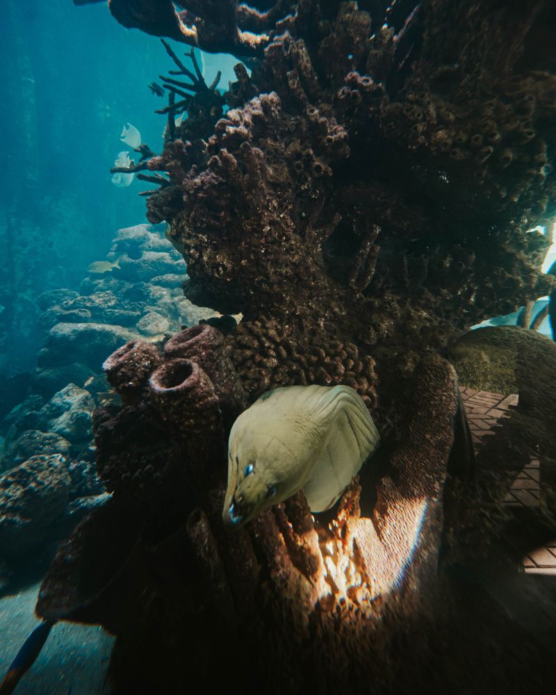 Fish at Gumbo Limbo Nature Center