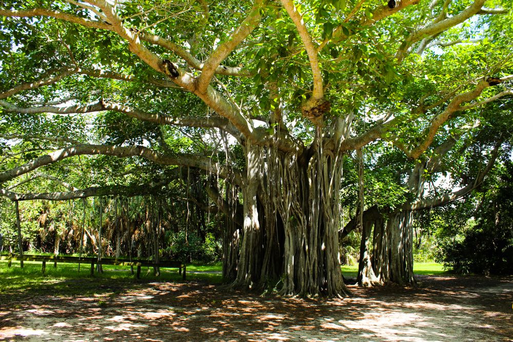A banyan tree in Hugh Taylor Birch State Park