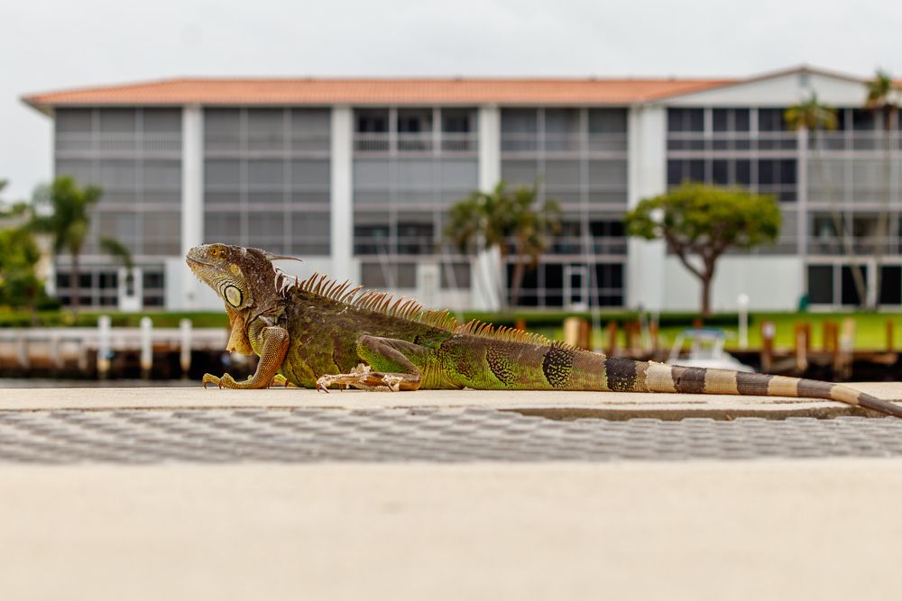 An iguana in Sullivan Park