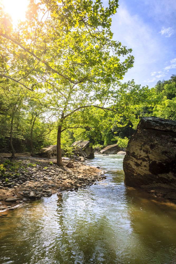 Trees surrounding Cumberland River