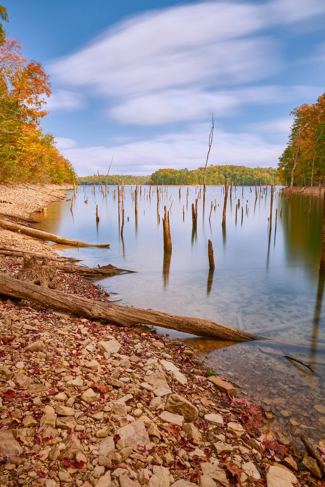 Tree stumps on the water of Laurel River Lake
