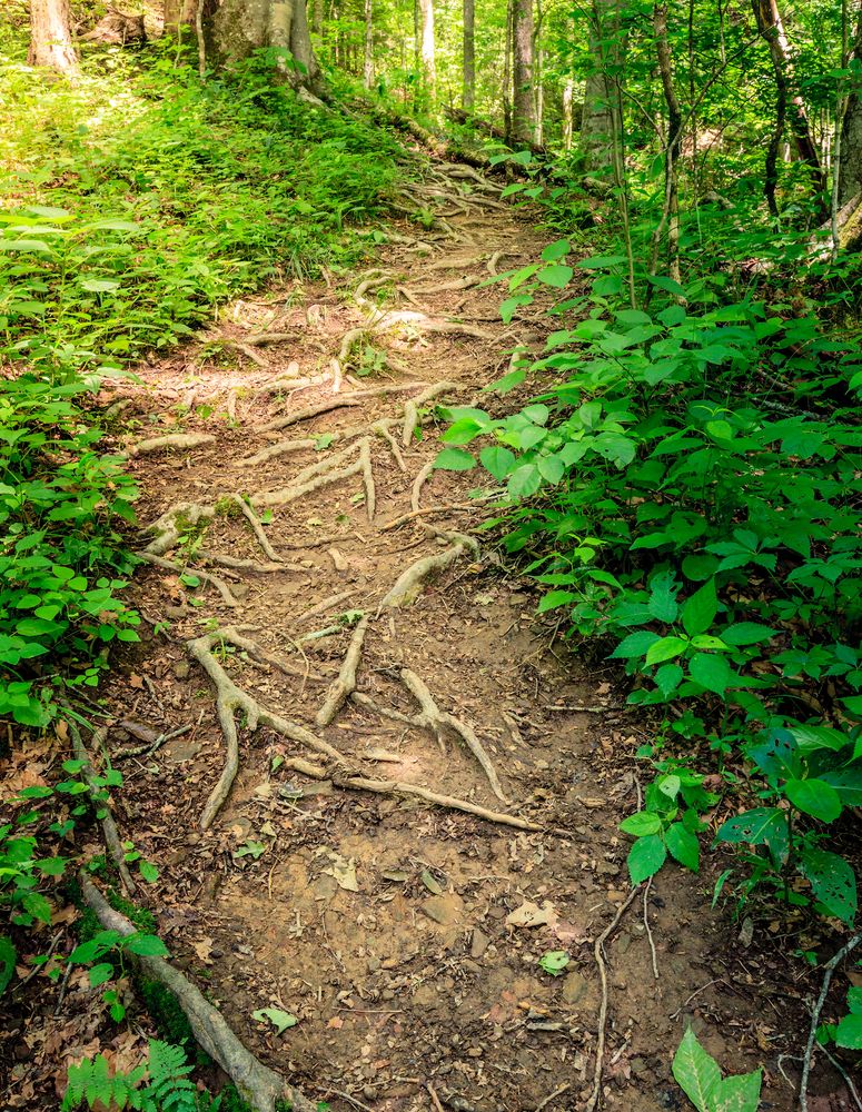 Nature trail at Sheltowee Trace