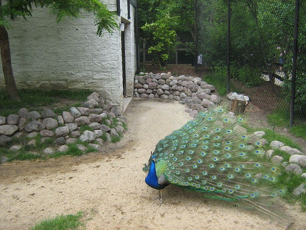 Peacock at Cosley Zoo