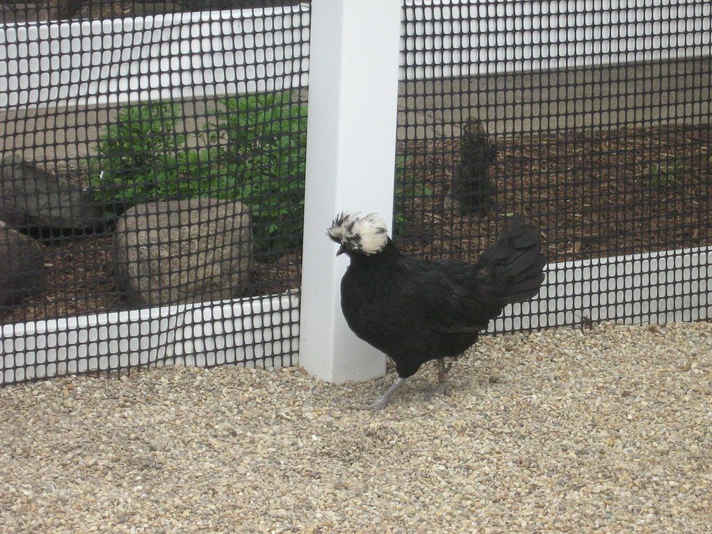 A chicken at Cosley Zoo