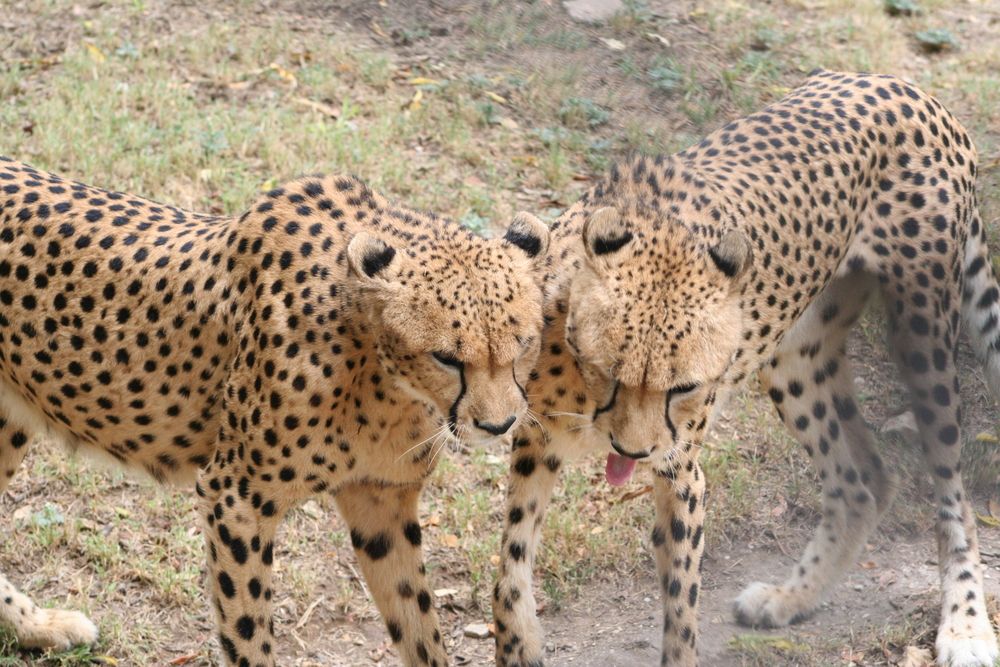 Leopards at Dallas Zoo