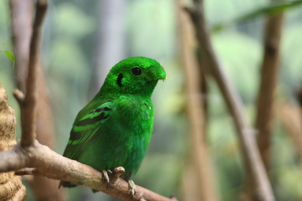 A bird at Dallas Zoo