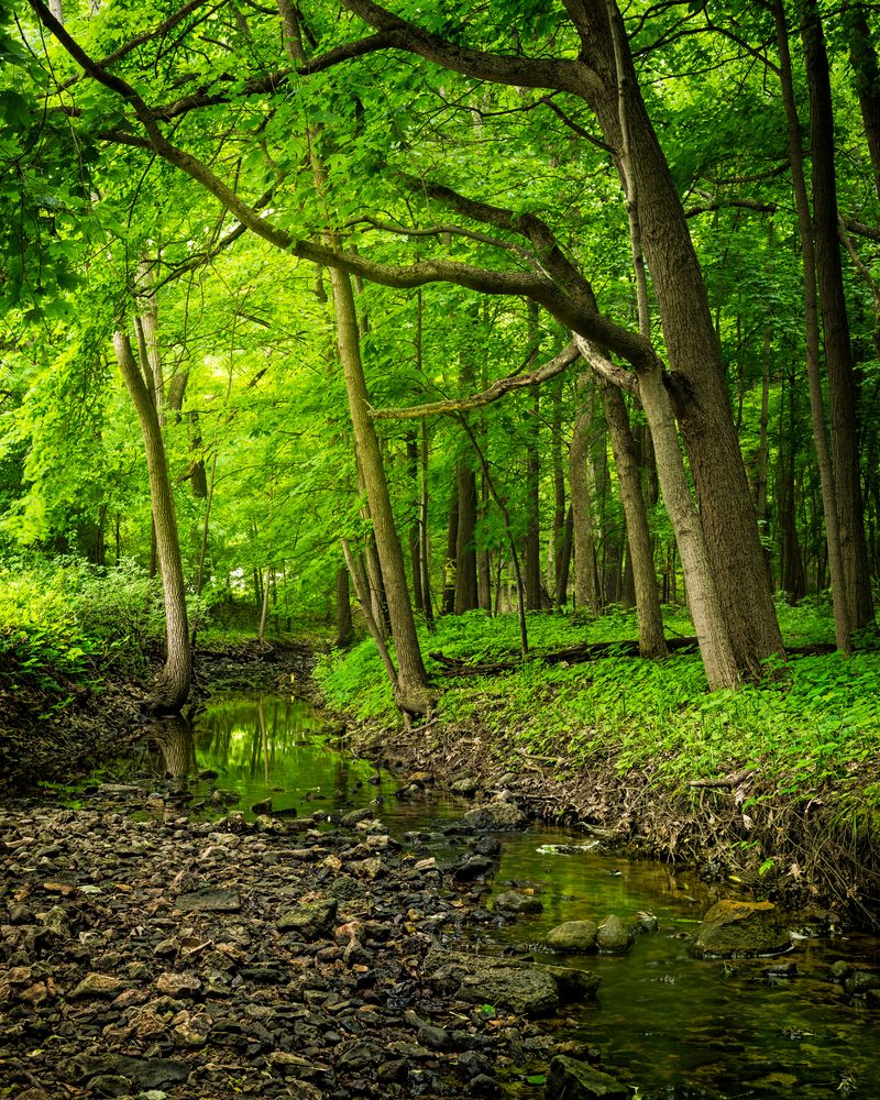 Trees at Fullersburg Woods