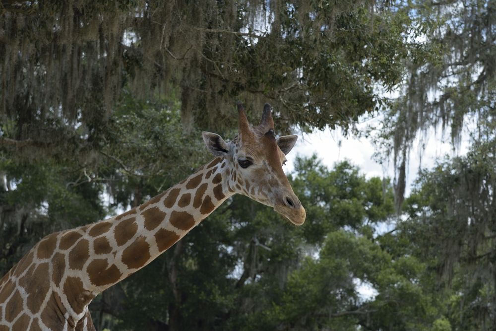 A tall giraffe at Giraffe Ranch