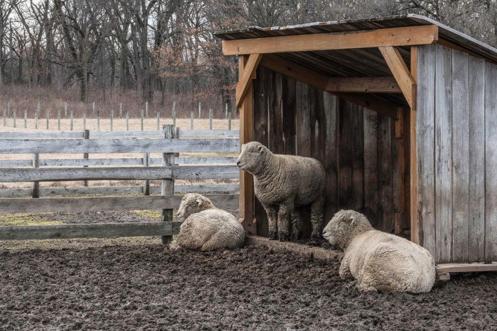 Sheep at Kline Creek Farm