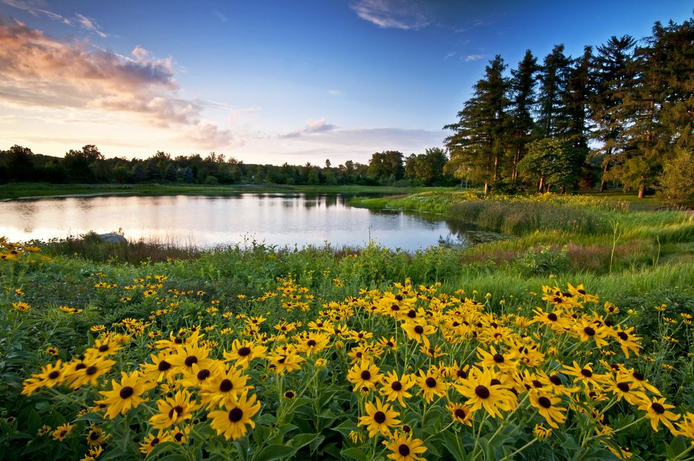 Meadow and lake at The Morton Arboretum