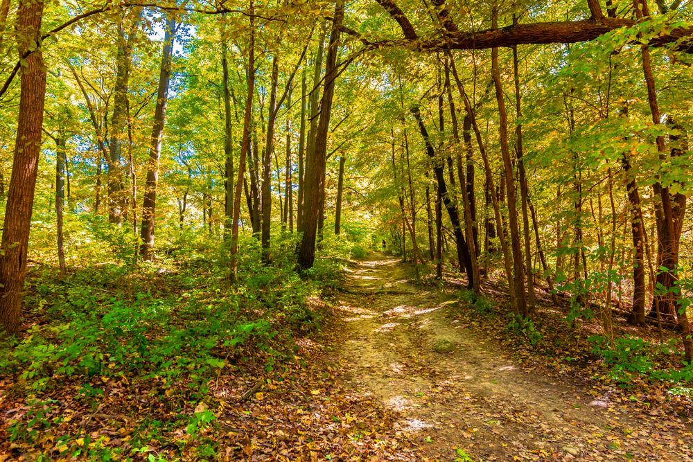Nature trail at Waterfall Glen Forest Preserve