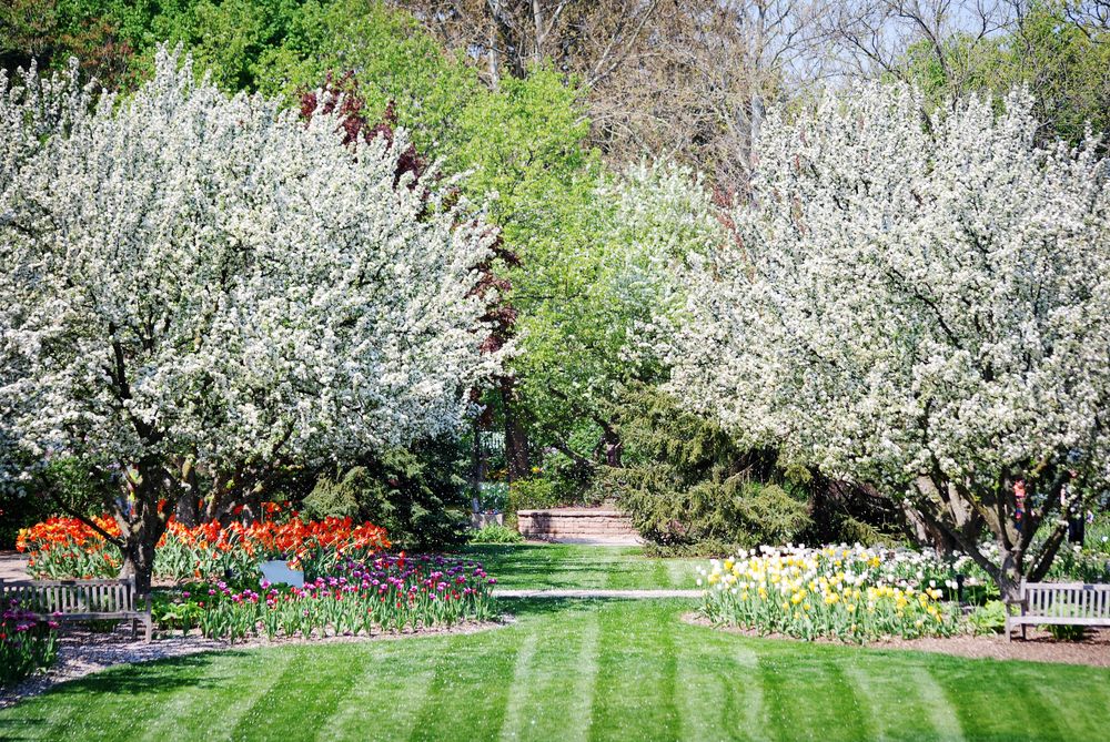 Beautiful flora at Lilacia Park