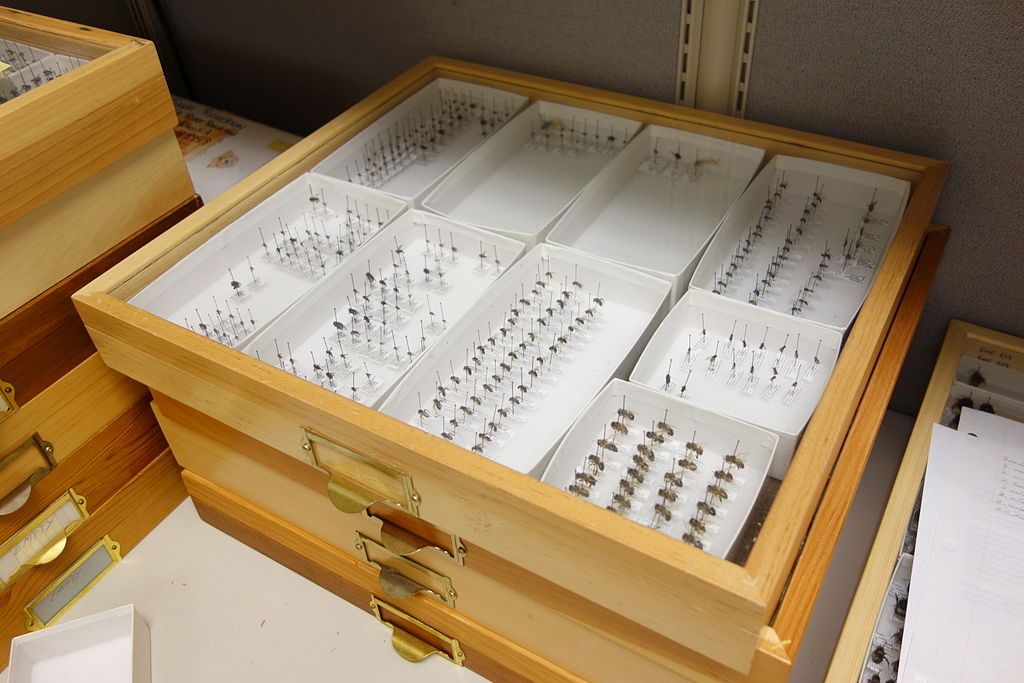 Insect collection in Bohart Museum of Entomology