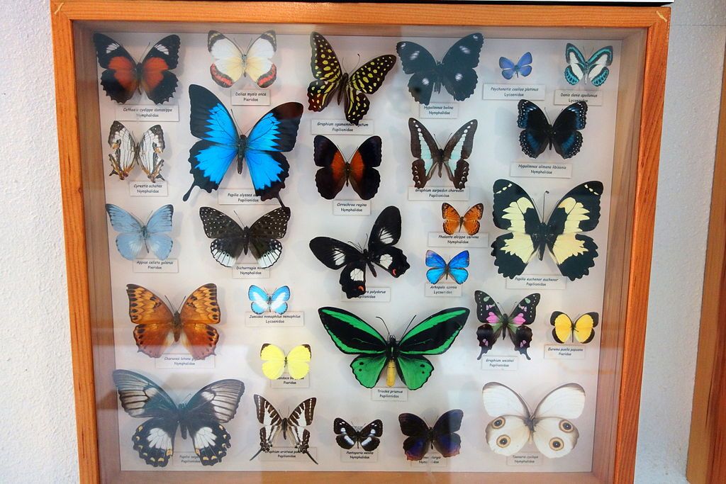 Butterfly board in Bohart Museum of Entomology