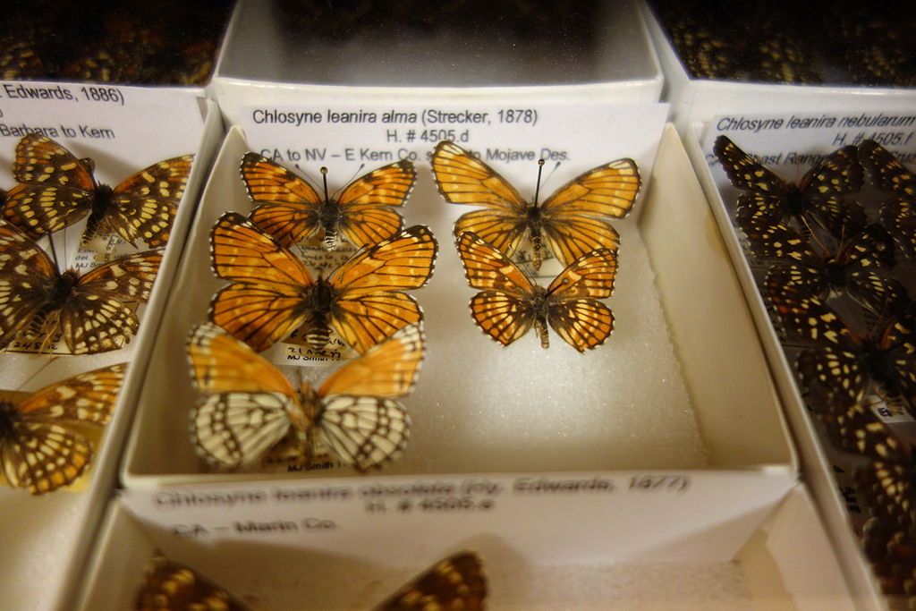 Exhibit in Bohart Museum of Entomology