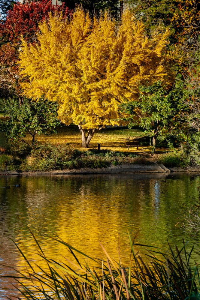 The waters of UC Davis Arboretum