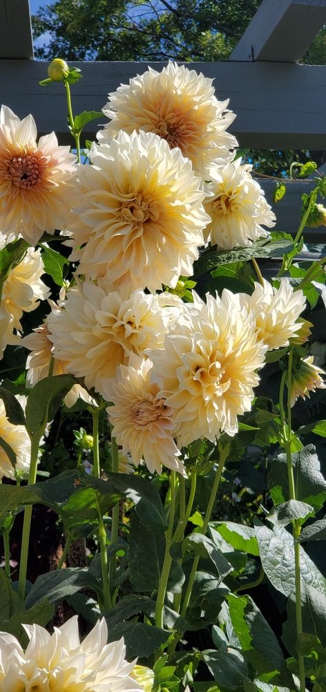 Pretty flowers at Denver Botanic Gardens