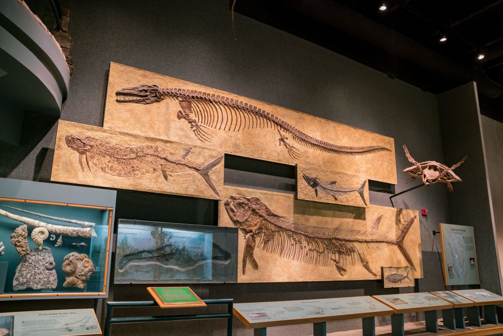 Fossils in Denver Museum of Nature & Science