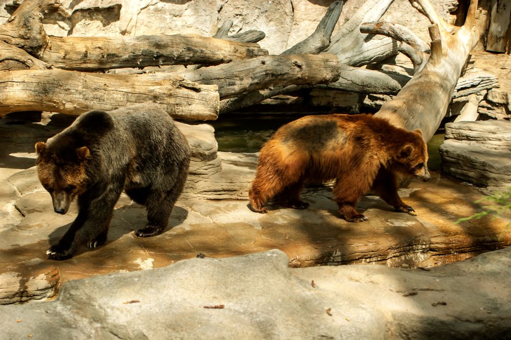 Bears in Denver Zoo