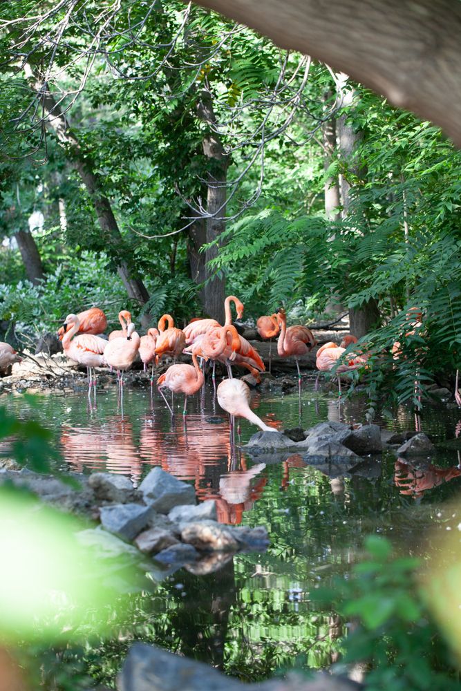 Flamingos in Denver Zoo