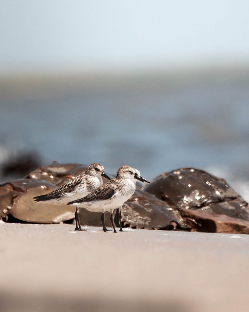 Horsehoe crabs and birds at Pickering Beach