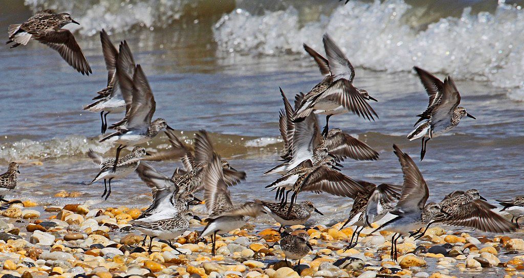 Birds at Slaughter Beach