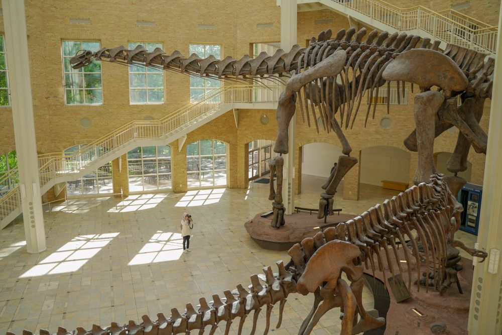 Dinosaur bones on display inside the fernbank museum.