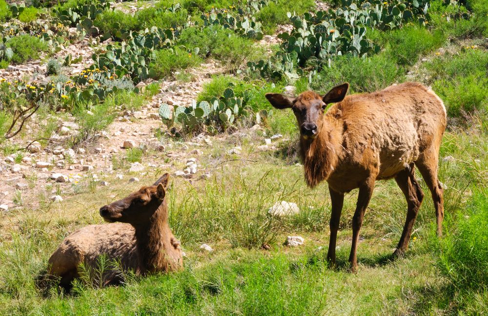Animals at Living Desert Zoo & Gardens.