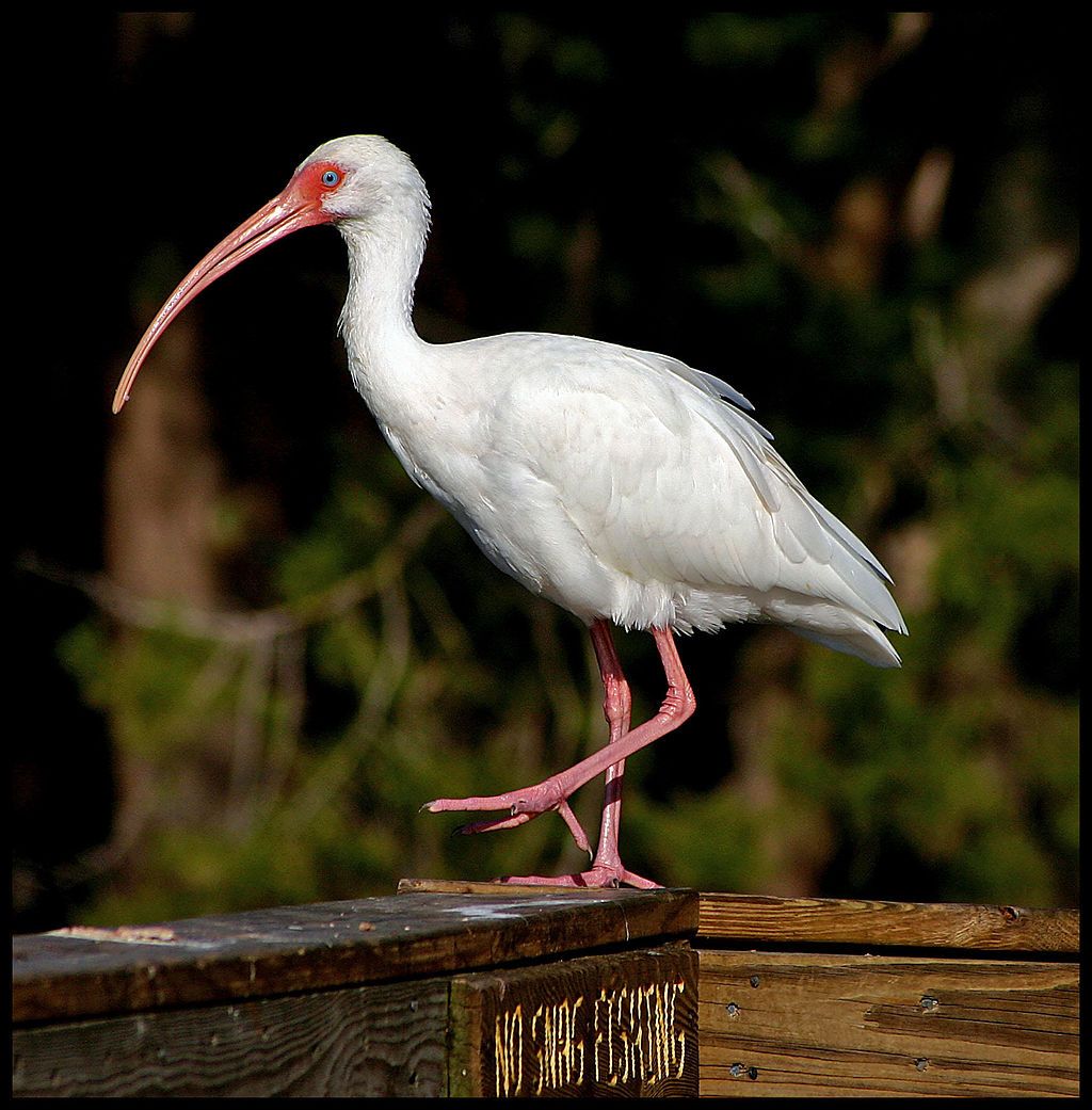 A white ibis at Gemini Springs Park
