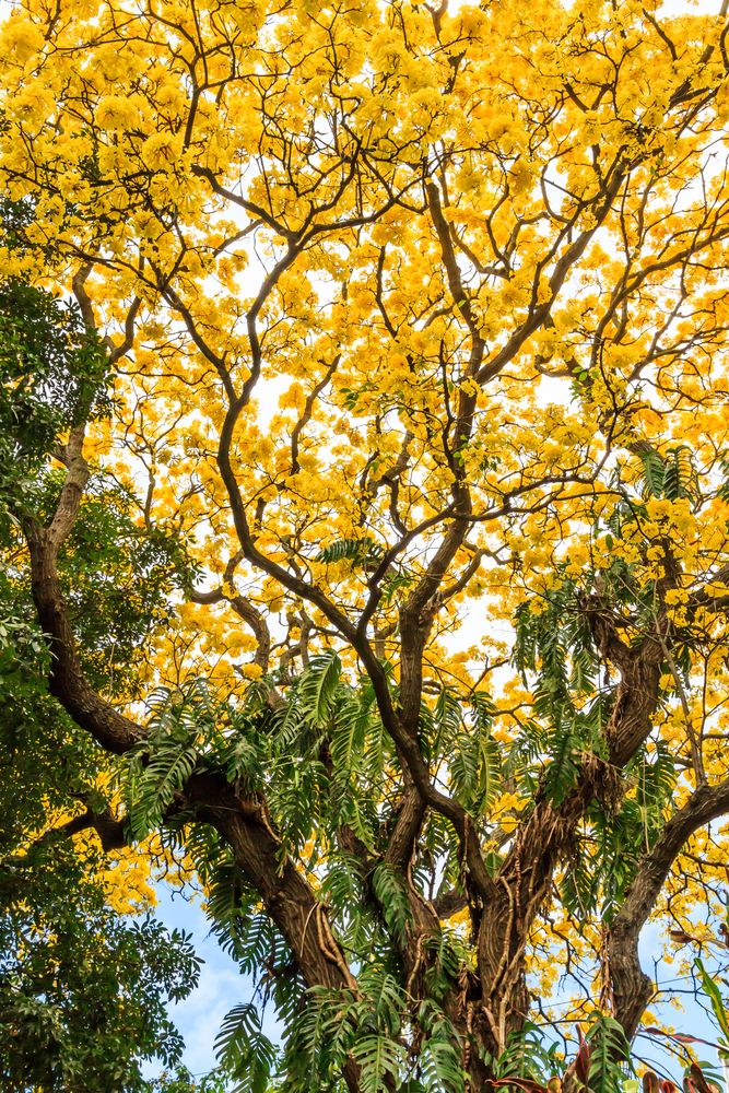 Golden trumpet tree at Foster Botanical Garden