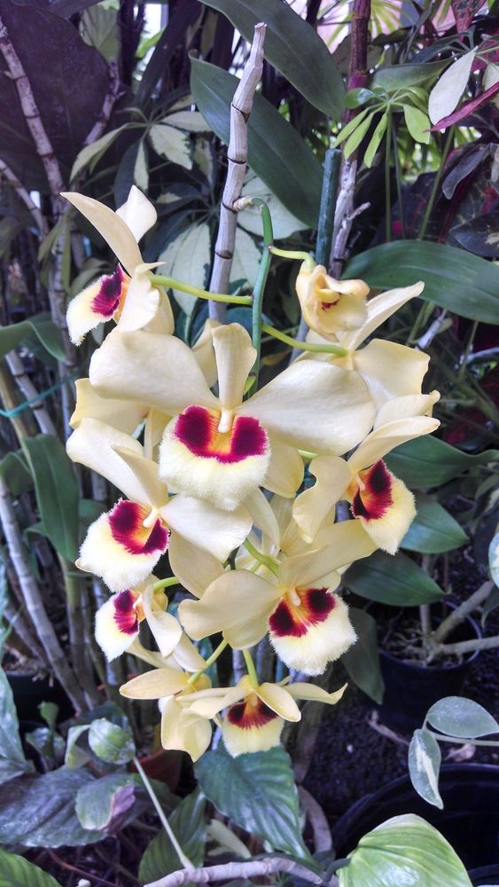 Pretty orchids at Foster Botanical Garden