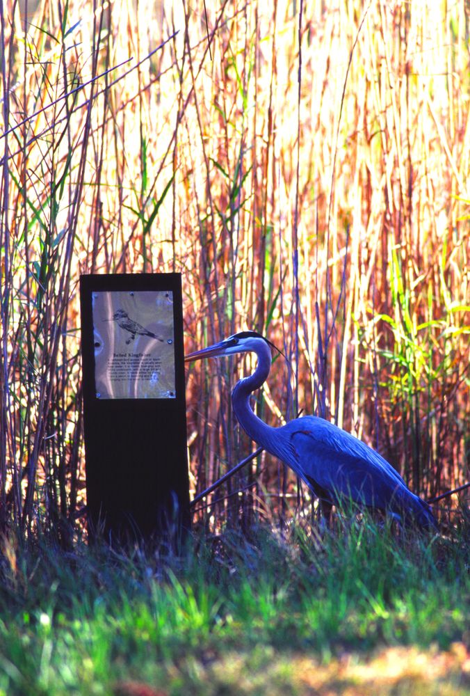 Great heron at Audubon Bird Sanctuary