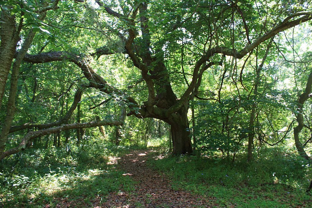 A tree at Indian Shell Mound Park