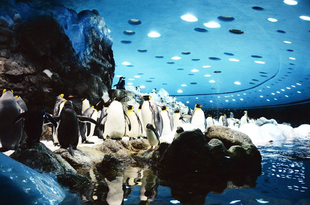 View of Loro Parque