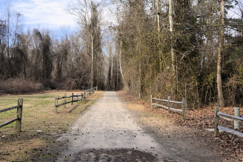 View of Dismal Swamp State Park