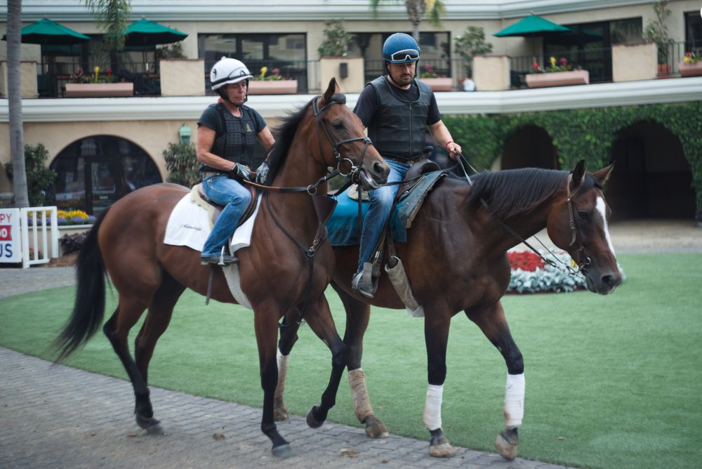 Horses at Del Mar Thoroughbred Club