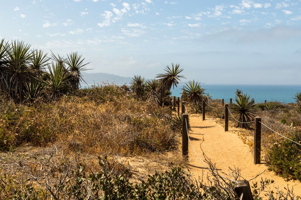Sandy trail at Torrey Pines State Natural Reserve