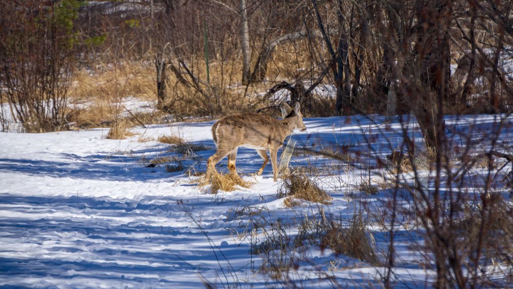 Winter landscape of Hartley Nature Center