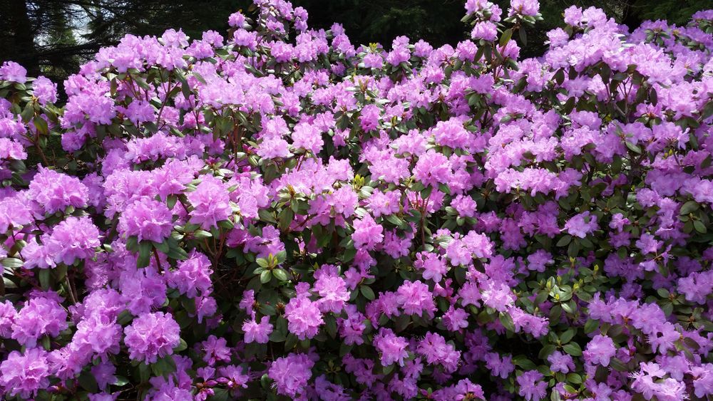 Flowers at Leif Erikson Park