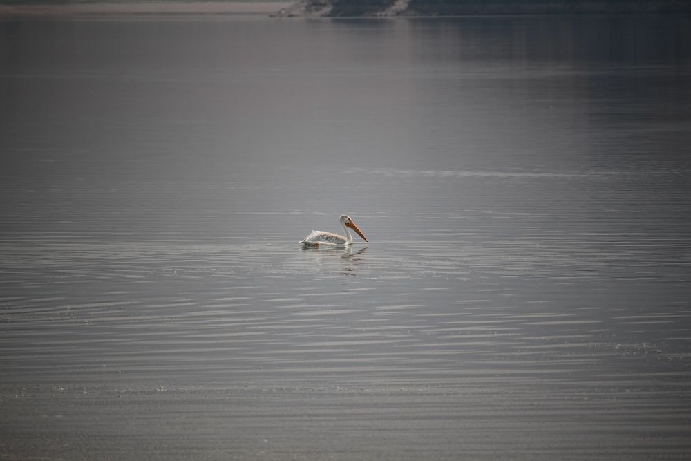A pelican on the waters of Clark Canyon Reservoir