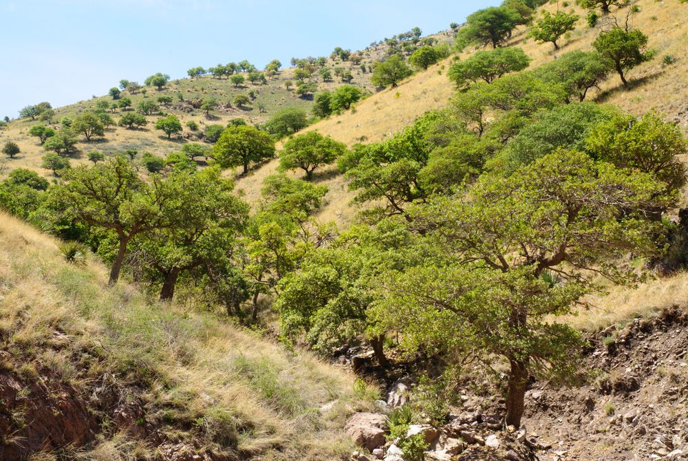 Lush trees at Coronado National Memorial
