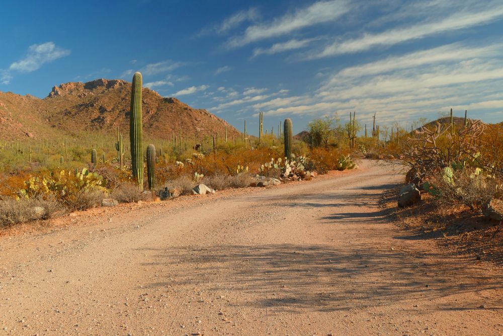 A trail lined with cacti at Saguaro National Park