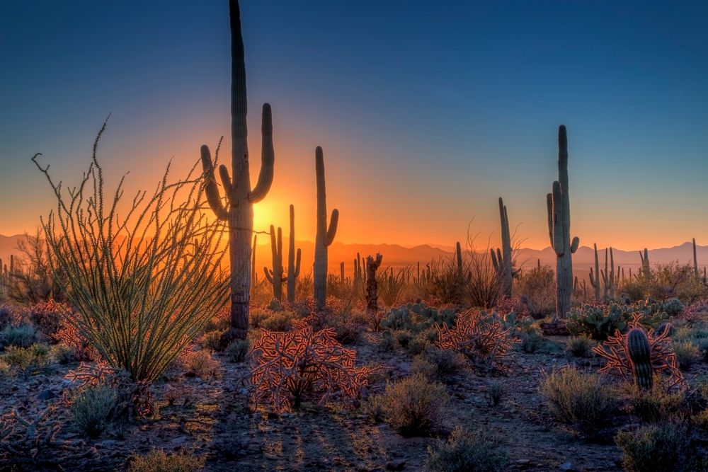 Gorgeous sunset over Saguaro National Park