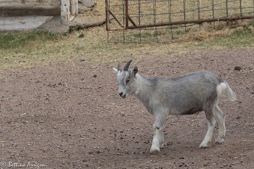 A baby goat at Slaughter Ranch Museum