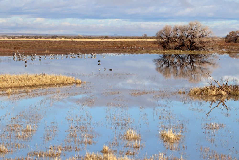 Marshland at Whitewater Draw Wildlife Area