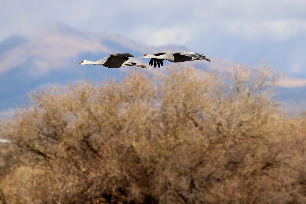 A bird flying over Whitewater Draw Wildlife Area