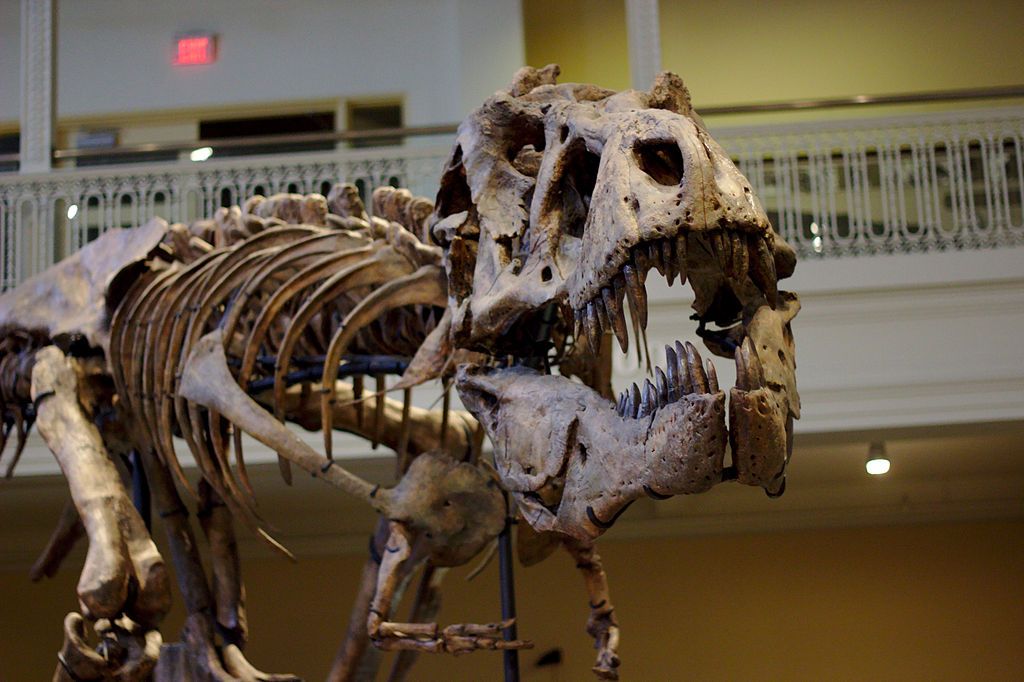Dinosaur skeleton in Carnegie Museum of Natural History