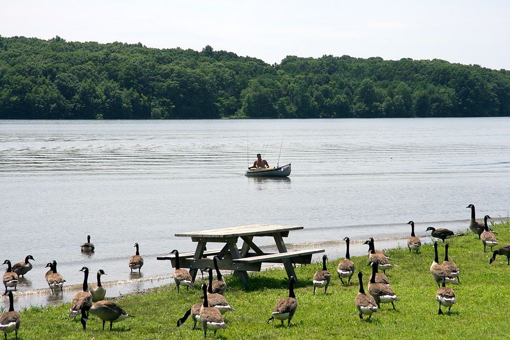 Geese near the waters of Nockamixon State Park