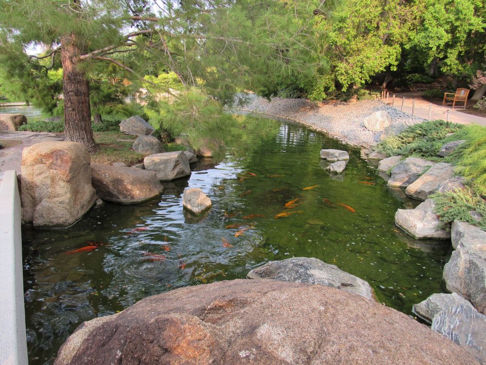 Koi fish pond at Japanese Friendship Garden