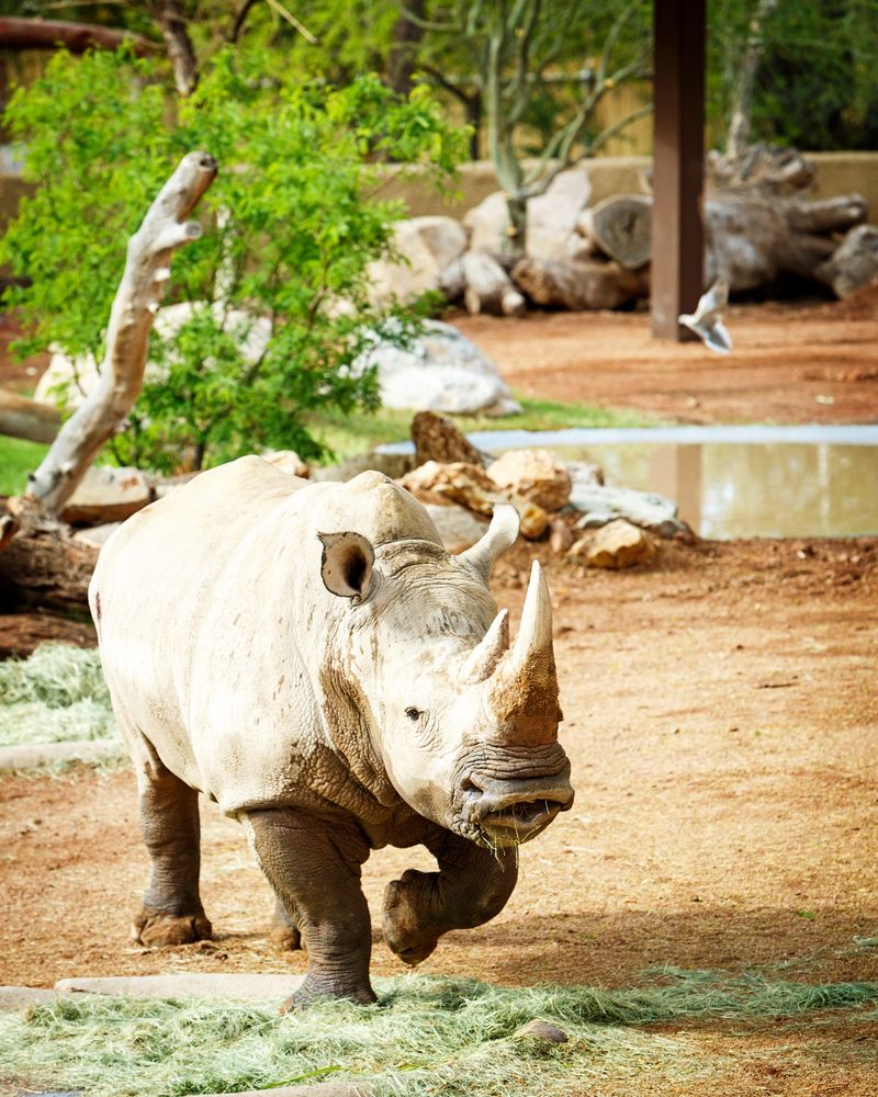A rhinoceros in Phoenix Zoo